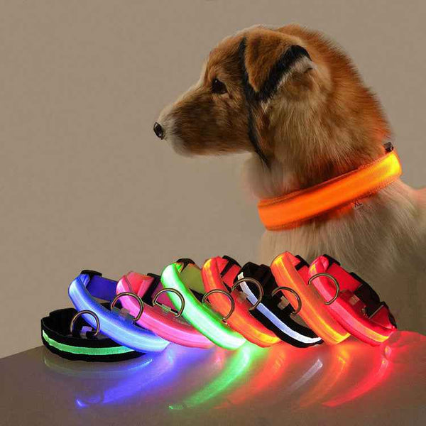 Petra store LED dog safety collar in various colors glowing on table and worn by a dog